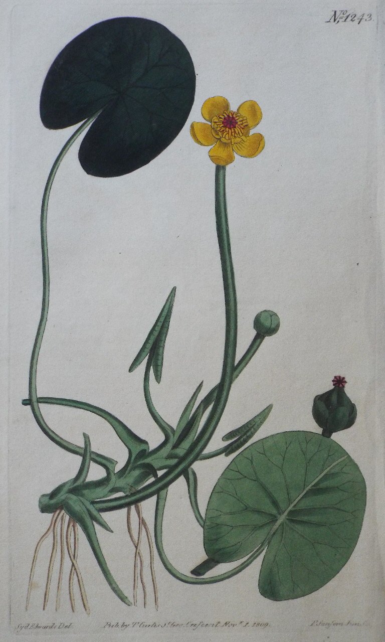 Print - No. 1243 (Nymphaea Kalmiana. Canadian Water-Lily.) - Sansom